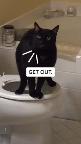 EXCUSE ME. #petpov #cats #catsoftiktok #pamperedpets