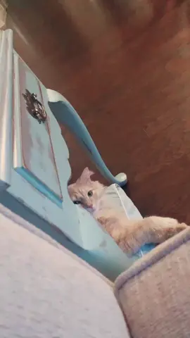 Life of Meow Meow. #cats #catlover #tiktokcats #catsoftiktok