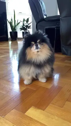 It really be like that 😅 #pomeranian #dogs