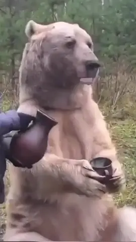#discoverwildlife #awesomeearth #natureaddict #wildanimals #animals_in_world #animalkingdom #wildlifephotographer #polarbear #bears