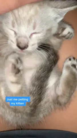 She loves me now 🥰🥰 (check out my other vid to see her hiss at me!) #cat #kitten #cutecat #babykitten