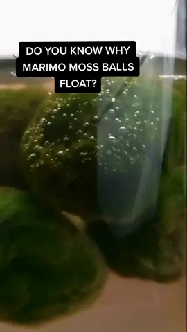 Follow me for more houseplant care tips 🙂 #mrhouseplant #fyp #foryour #foryourpage