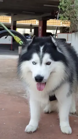 #pipopeepoosiberianhusky #siberianhusky #lovedogs #สี่ขาแสนรัก #woolyysiberianhusky #cute