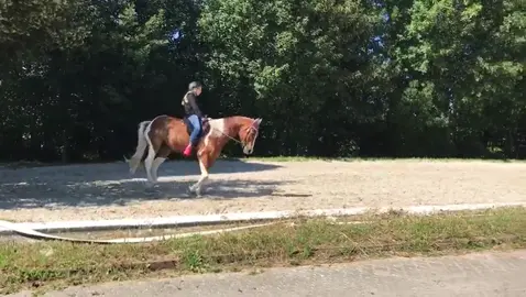 Habt ihr reitpad und benutzt ihr es oft? #horse #equestrian #fyp #fy #horsebackriding #goviral #foryoupage #fürdich #schecke #