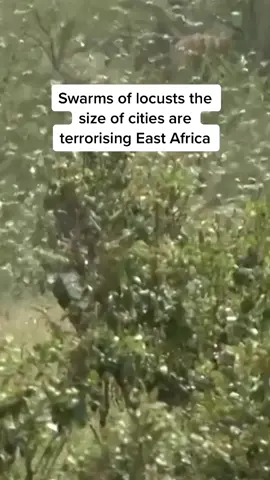 Locusts are causing havoc in East #africa #locusts #climatechange #somalia #ethiopia #kenya #cyclone #storm #forclimate #globalwarming #locust #crop