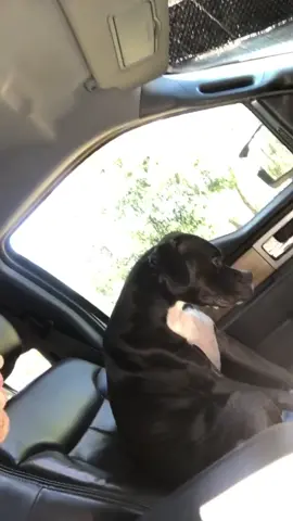 He ain’t loyal, but I still love his stupid azz #dog #share #howtoadult #fyp #viral #realtalk #Relationship #foryou