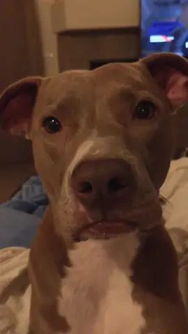 Yes or no? #fyp #dogsoftiktok