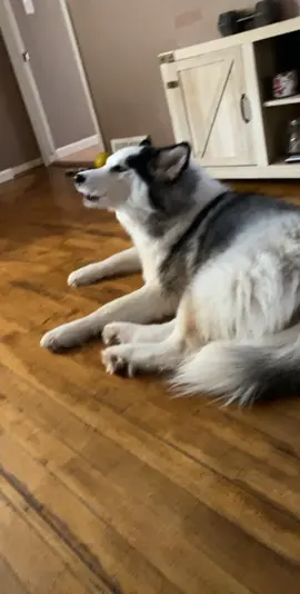 So much chaos just from the P word #SonicSpeedMeUp #CleanFreshHype #loveisintheair #foryoupage #dog #husky