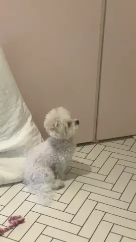 Watching tv! Tv보는 갱애지😝 초집중