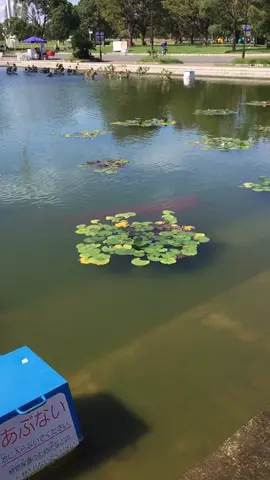 Possible world record 😂 #carp #koi #fyp #fortoupage