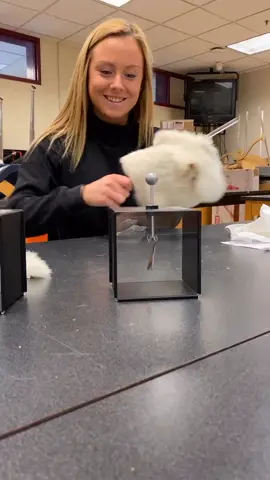 taking the trend on physics addition #CoolRanchDance #chaoticpets #differentbreed