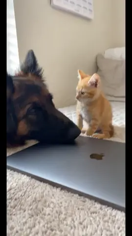 PART 1: The Sweet Side (Like for Part 2: The Crazy Side!!!) #fyp #foryou #kitten #dog #BestFriends