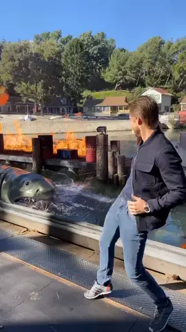 That escalated quickly 🦈#dance #shark