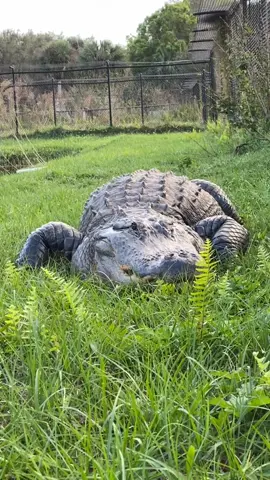 Chubs is waiting for his next meal like:
