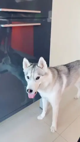 Amy ama andare a correre #husky #siberianhusky #run #dog #animal #fun #funny