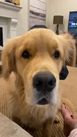 We tried and we failed but we tried 😂😂😆 #blooper #fail #funnydog