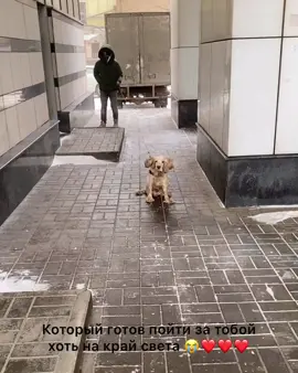 Друг в беде не бросит! #собака #друг #вреки