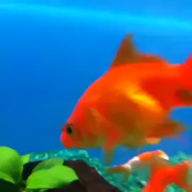 #normal #imnormal #fish #goldfish #funny