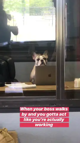 Meanwhile at the Yee Yee Farm #fyp #foryou #foryoupage #yeeyee #grangersmith #frenchie #frenchbulldog #dogsoftiktok #dogs #officedogs