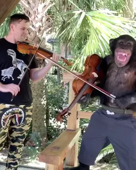 Most talented chimp on tiktok 🐵 😍 #chimp #tiktokpets #animals #monkey #travelbucketlist