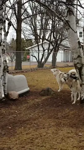 You and the crew getting ready for the weekend #dogs #weekend #friends