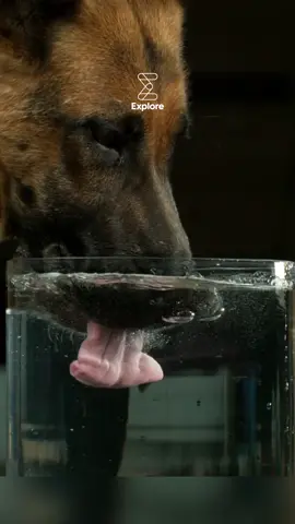 Chien buvant en slow-motion ✨ video par Warped Perception (Youtube) #whoa #tiktok #foryou