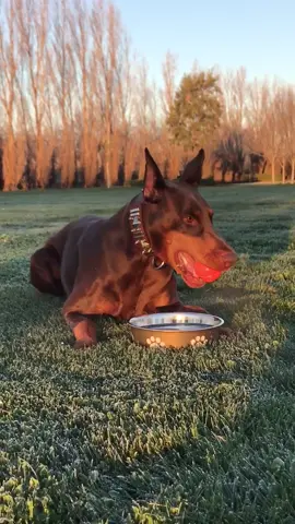 When ball is life. #lovehim #dobermans #ballislife