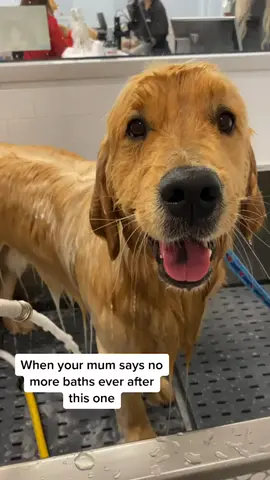 No more baths is the dream 🛀 #topdog #goldenretriever #viral #funny