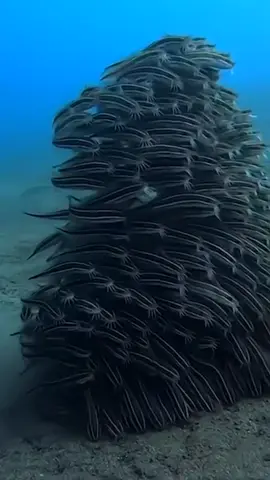 Eel catfish form close-knit schools like this to stay protected from predators while they’re young. #onmyway #science #fishcontent #suchascientist