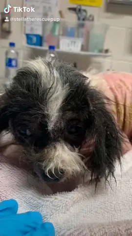 Reposting Stella’s Journey. Her owners did NOT take care of her. She had no fur and was extremely sick. #fyp #diyvalentine #foryoupage