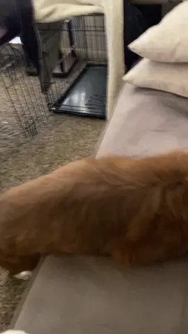 The weirdest dog #TheReplay #singlelife #allstarmoment #CepacolSickBeats #fyp #tiktok #foryoupage #Love #puppy