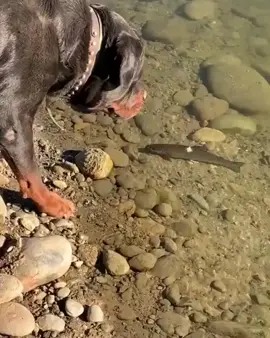 rottweiler catches fish #rottweiler #fish #water #fyp