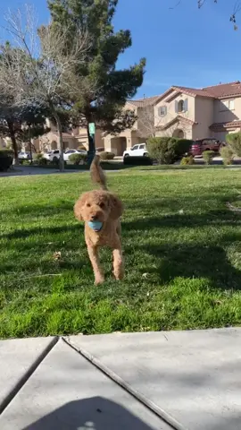 Throw the ball pleez!!! #fyp #foryou #dogs #dogslife #tiktokdogs #dogsoftiktok #cutr #puppies #goldendoodle #lovedogs #doglover #allstarmoment #hi