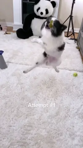Really didn’t expect this 😂🌪 #pandapuppy