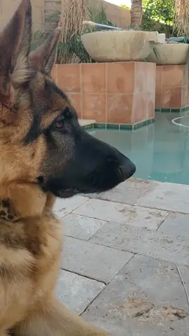 is this true?? ❤️🥺 #foryou #dogs #PetsOfTikTok #fyp #dogsoftiktok