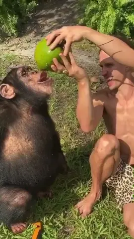 Harvesting Coconuts with Sugriva 🥥😎 #myrtlebeachsafari #myrtlebeach #animalsoftiktok #coconut