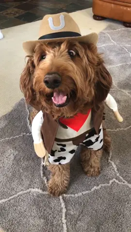 tbh I ❤️ a dog in a costume 🤠 #SnickersFixTheWorld #fyp #animalsoftiktok #name3in5seconds