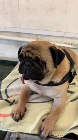 #adele #pug #dog #puglife #fyp #foryoupage #pugs #puglover #cute