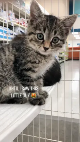 I knew right then I was going to adopt him. He had stolen my heart! 💜 #kittensoftiktok #kittenlove #PetsOfTikTok #animalsoftiktok