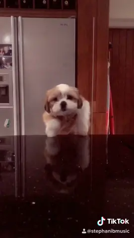 New pup loving my last single! 🐶 New track on the way ‼️ #foryou #foryoupage #puppylove #newmusic #fypage #4u