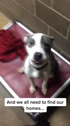 Who loves pitbulls? #adoptdontshop #rescuedog #adopted #shelterdog #foryou #fyp #foryoupage #dogchallenge #pitbull