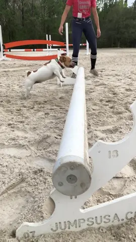 Who needs an expensive horse when you can use a fat Jack Russel instead #fyp #dayattheoffice #horsegirl