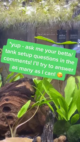 CEO of making people pause to read my text 🙈 sorry! #dayattheoffice #bettafish #petcheck #fyp #fishcontent #mochi #spreadtheword #fish