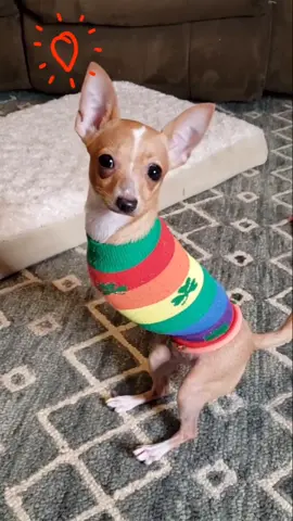 Different...not less. do you agree? #nessiemcnubbins #amazingali #frankielouontwo #beautifulnotbroken #fyp #2leggeddog