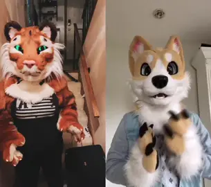 #duet with @scout_corgi  #furry