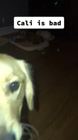 Seriously Cali? Be careful Cooper. @jessmakesvids @dameliodogpack