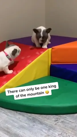 King of the mountain 😂 #fyp #foryou #foryoupage #MagicBoots #pets #PetsOfTikTok #dogs #doggos