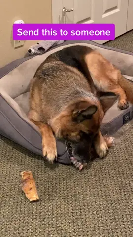 Let’s see what they think🥰 #dog #happydog #behappy #foryou #animalsoftiktok #cutedog