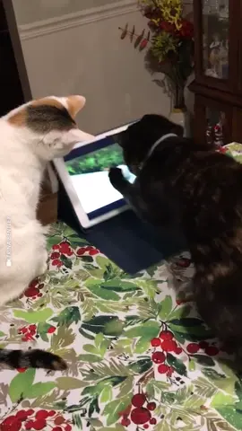 Ohhhh, so not real then... #animalsreact #cats