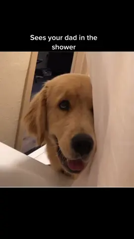 #dogsoftiktok #canadiandog #topdog #fyp